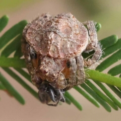 Dolophones sp. (genus) (Wrap-around spider) at Dryandra St Woodland - 21 Nov 2023 by ConBoekel