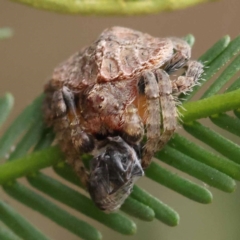 Dolophones sp. (genus) at Dryandra St Woodland - 21 Nov 2023