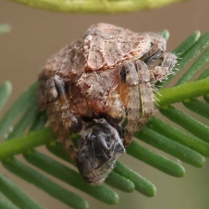 Dolophones sp. (genus) at Dryandra St Woodland - 21 Nov 2023