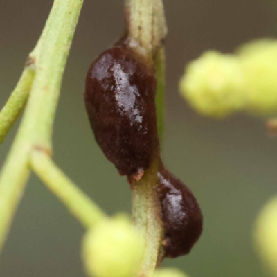 Parasaissetia (Genus) (A scale) at Dryandra St Woodland - 21 Nov 2023 by ConBoekel