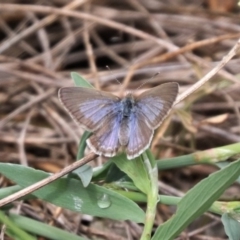 Zizina otis (Common Grass-Blue) at Budjan Galindji (Franklin Grassland) Reserve - 20 Nov 2023 by HappyWanderer