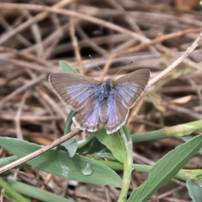 Zizina otis (Common Grass-Blue) at Franklin, ACT - 20 Nov 2023 by HappyWanderer