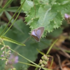 Zizina otis at North Mitchell Grassland  (NMG) - 21 Nov 2023