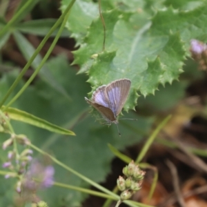 Zizina otis at North Mitchell Grassland  (NMG) - 21 Nov 2023