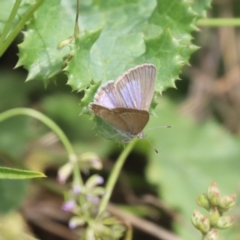 Zizina otis at North Mitchell Grassland  (NMG) - 21 Nov 2023