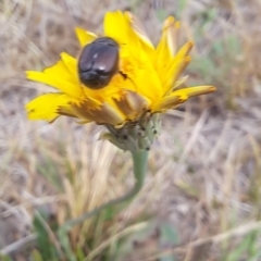Automolius sp. (genus) (Scarab or Chafer beetle) at Dawn Crescent Grassland (DCG) - 21 Nov 2023 by mikekl23