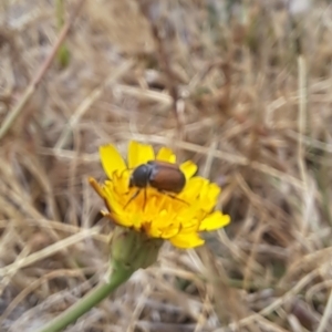 Automolius sp. (genus) at Dawn Crescent Grassland (DCG) - 21 Nov 2023