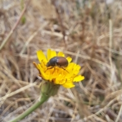 Automolius sp. (genus) at Dawn Crescent Grassland (DCG) - 21 Nov 2023