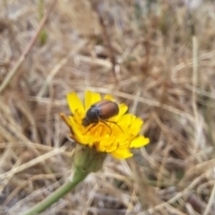 Automolius sp. (genus) at Dawn Crescent Grassland (DCG) - 21 Nov 2023