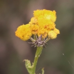 Oxyopes sp. (genus) at North Mitchell Grassland  (NMG) - 21 Nov 2023