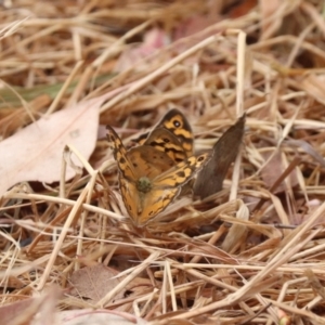 Heteronympha merope at North Mitchell Grassland  (NMG) - 21 Nov 2023 10:31 AM