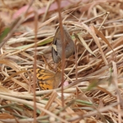 Heteronympha merope at North Mitchell Grassland  (NMG) - 21 Nov 2023