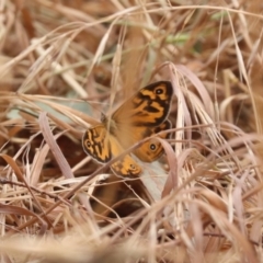 Heteronympha merope at North Mitchell Grassland  (NMG) - 21 Nov 2023 10:31 AM