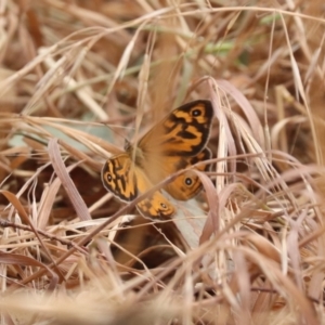 Heteronympha merope at North Mitchell Grassland  (NMG) - 21 Nov 2023 10:31 AM