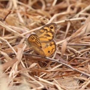 Heteronympha merope at North Mitchell Grassland  (NMG) - 21 Nov 2023