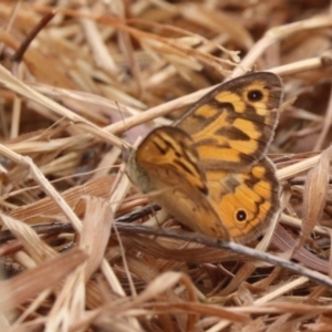 Heteronympha merope at North Mitchell Grassland  (NMG) - 21 Nov 2023 10:31 AM