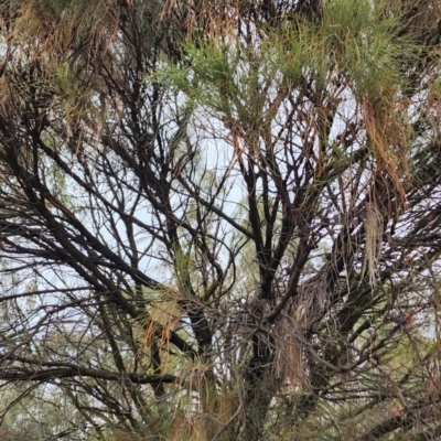 Allocasuarina verticillata (Drooping Sheoak) at Kambah, ACT - 20 Nov 2023 by Steve818