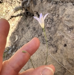 Wahlenbergia luteola (Yellowish Bluebell) at Kangaroo Valley, NSW - 21 Nov 2023 by lbradley