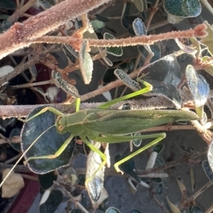 Caedicia simplex at Reid, ACT - 10 Oct 2023 06:19 PM