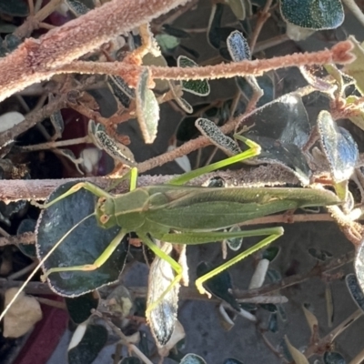 Caedicia simplex (Common Garden Katydid) at Reid, ACT - 10 Oct 2023 by AndyRussell