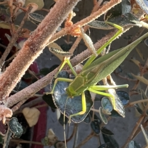 Caedicia simplex at Reid, ACT - 10 Oct 2023 06:19 PM