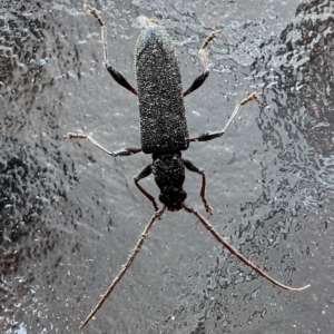 Callidiopis scutellaris at Reid, ACT - 10 Nov 2023