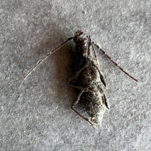 Callidiopis scutellaris at Reid, ACT - 10 Nov 2023