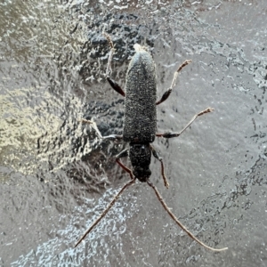 Callidiopis scutellaris at Reid, ACT - 10 Nov 2023