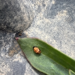 Hippodamia variegata (Spotted Amber Ladybird) at Sth Tablelands Ecosystem Park - 15 Nov 2023 by AndyRussell