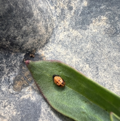 Hippodamia variegata (Spotted Amber Ladybird) at Sth Tablelands Ecosystem Park - 16 Nov 2023 by AndyRussell