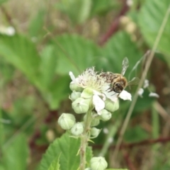 Apis mellifera (European honey bee) at Oakey Hill - 21 Nov 2023 by CraigW