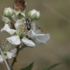 Apiformes (informal group) at Oakey Hill NR (OHR) - 21 Nov 2023 11:40 AM