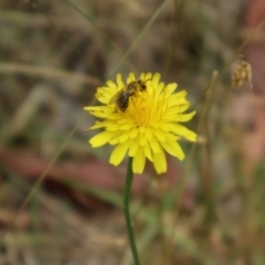 Lasioglossum (Chilalictus) lanarium (Halictid bee) at Oakey Hill NR (OHR) - 21 Nov 2023 by CraigW