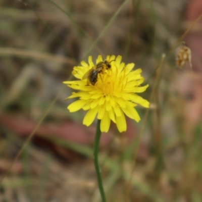 Lasioglossum (Chilalictus) lanarium (Halictid bee) at Oakey Hill - 21 Nov 2023 by CraigW