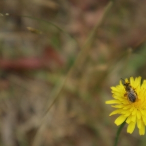 Lasioglossum (Chilalictus) lanarium at Oakey Hill NR (OHR) - 21 Nov 2023