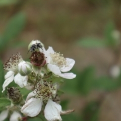 Lasioglossum (Chilalictus) sp. (genus & subgenus) (Halictid bee) at Oakey Hill - 21 Nov 2023 by CraigW