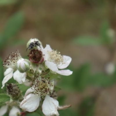Lasioglossum (Chilalictus) sp. (genus & subgenus) (Halictid bee) at Oakey Hill - 21 Nov 2023 by CraigW