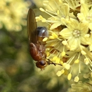 Rhagadolyra magnicornis at ANBG - 26 Sep 2023