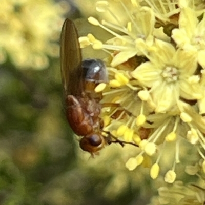 Rhagadolyra magnicornis (Lauxaniid fly) at Acton, ACT - 26 Sep 2023 by AndyRussell