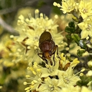 Rhagadolyra magnicornis at ANBG - 26 Sep 2023