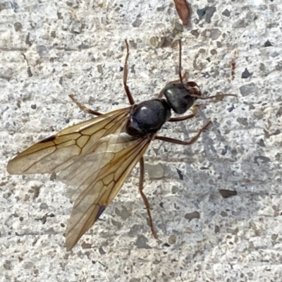 Iridomyrmex purpureus (Meat Ant) at Aranda, ACT - 21 Nov 2023 by Jubeyjubes