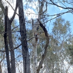 Callocephalon fimbriatum (Gang-gang Cockatoo) at Aranda, ACT - 21 Nov 2023 by Jubeyjubes