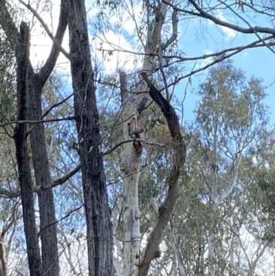 Callocephalon fimbriatum (Gang-gang Cockatoo) at Aranda Bushland - 21 Nov 2023 by Jubeyjubes