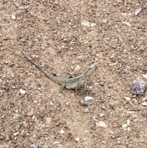 Pogona barbata at Aranda Bushland - suppressed