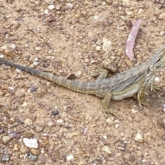 Pogona barbata at Aranda Bushland - suppressed