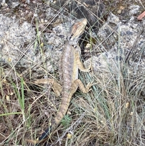 Pogona barbata at Aranda Bushland - 21 Nov 2023