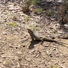 Pogona barbata (Eastern Bearded Dragon) at Aranda Bushland - 21 Nov 2023 by Jubeyjubes