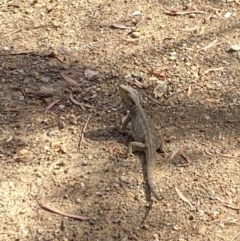 Pogona barbata at Aranda Bushland - suppressed