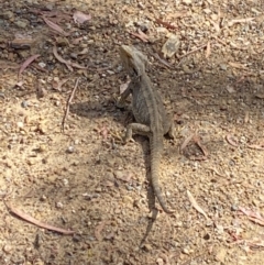 Pogona barbata at Aranda Bushland - suppressed