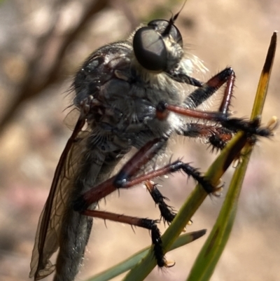 Asilinae sp. (subfamily) (Unidentified asiline Robberfly) at Black Mountain - 21 Nov 2023 by Jubeyjubes